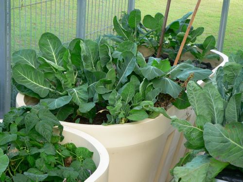 Large Garden Bed